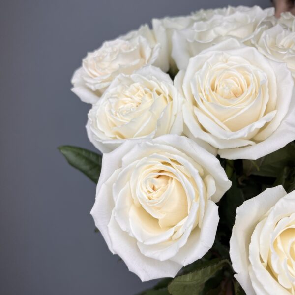 Букет из 25-ти белых роз №0219